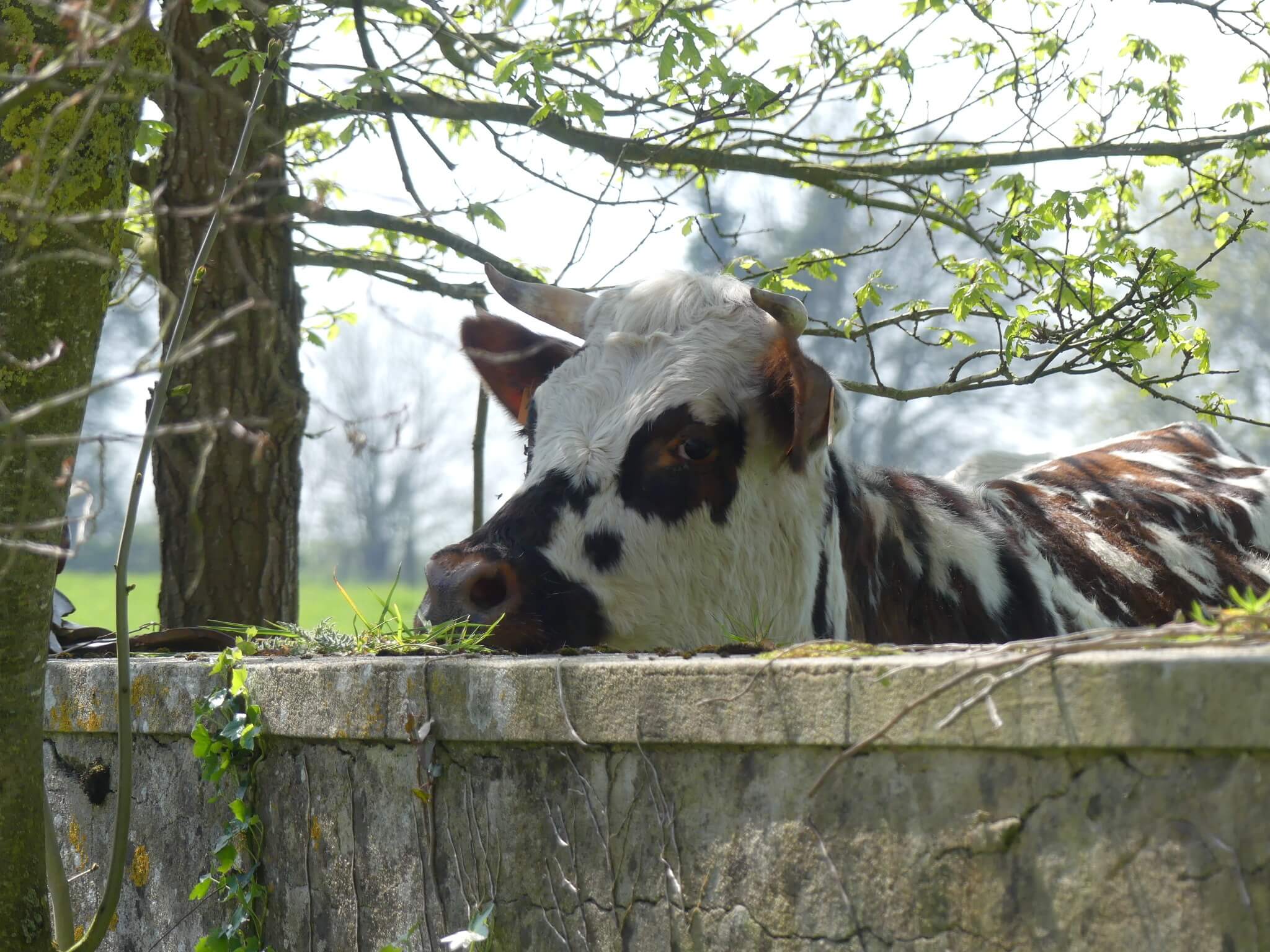 ferme-val-fleuri-gite-bayeux-arromanches-2