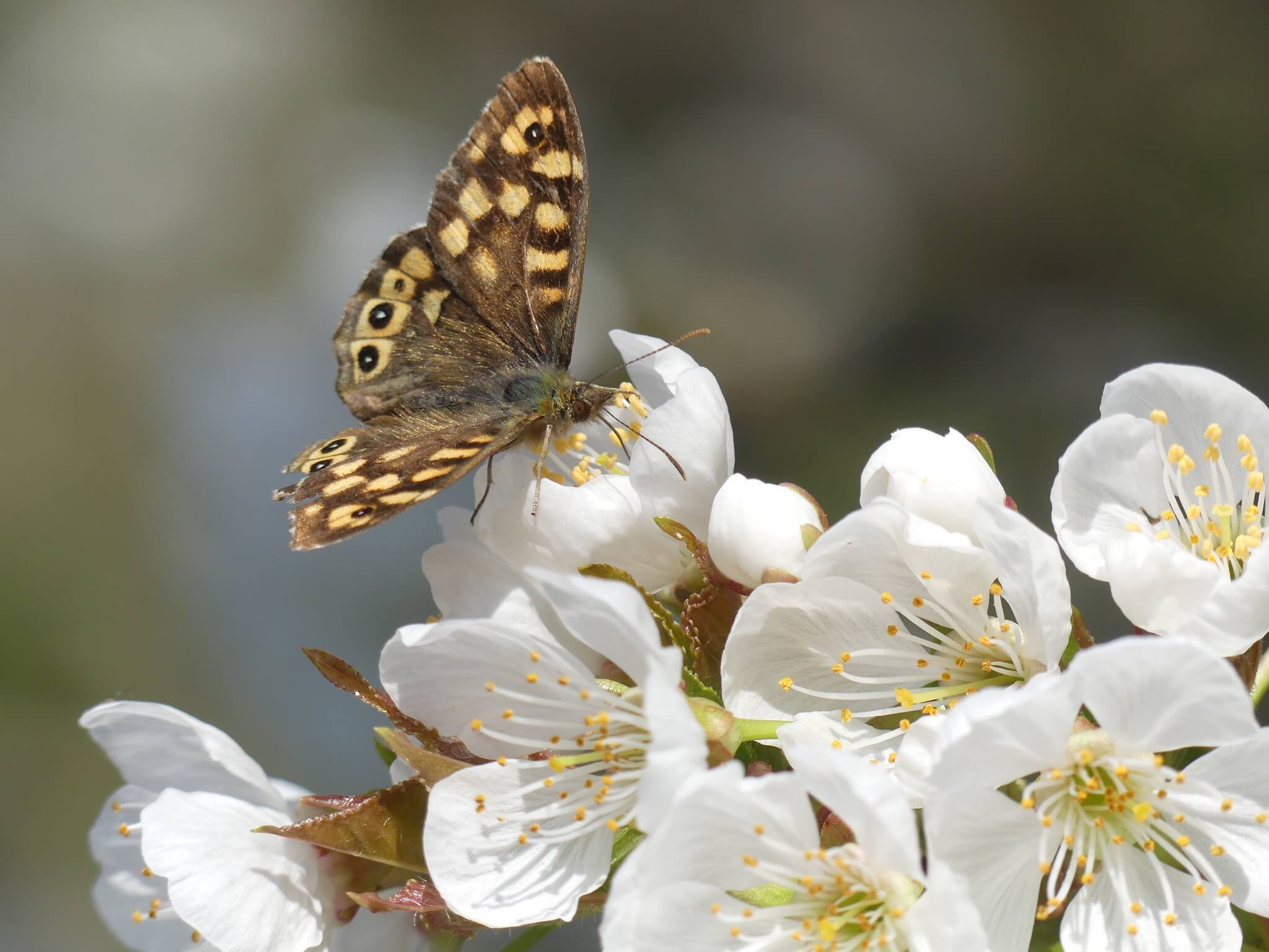 ferme-val-fleuri-gite-bayeux-arromanches-3