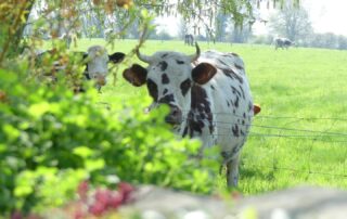 chambre-hote-familiale-5-personnes-nature-ferme-bayeux-castillon