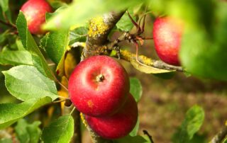 herbergement-location-chambre-hote-ferme-ecologique-bayeux-normandie-1