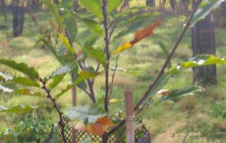 jardin-foret-normandie-bayeux-castillon-gite-ecologique-10