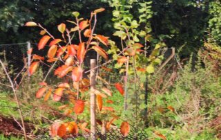 jardin-foret-normandie-bayeux-castillon-gite-ecologique-2