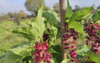 jardin-foret-normandie-bayeux-castillon-gite-ecologique-8