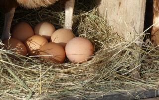oeufs-ferme-production-locale-bayeux